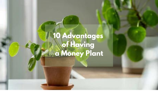 10 Advantages of Having a Money Plant