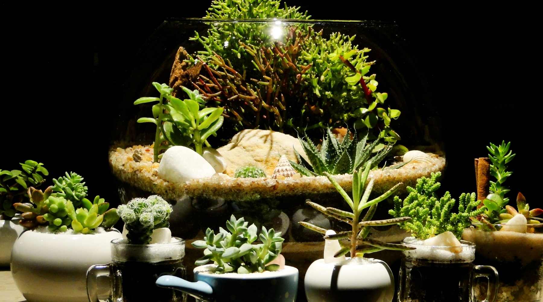 Open Terrarium 101: The Best Plants, Projects & Care Tips