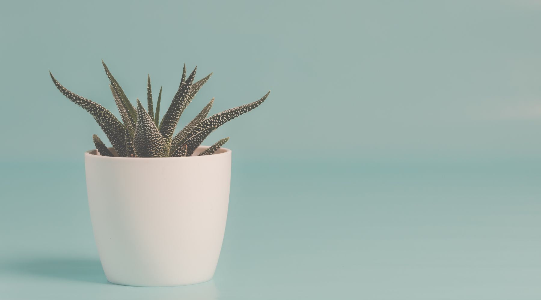 Snake Water Purification System Reference: How Snake Plants Help With Air Purification Sleep Quality