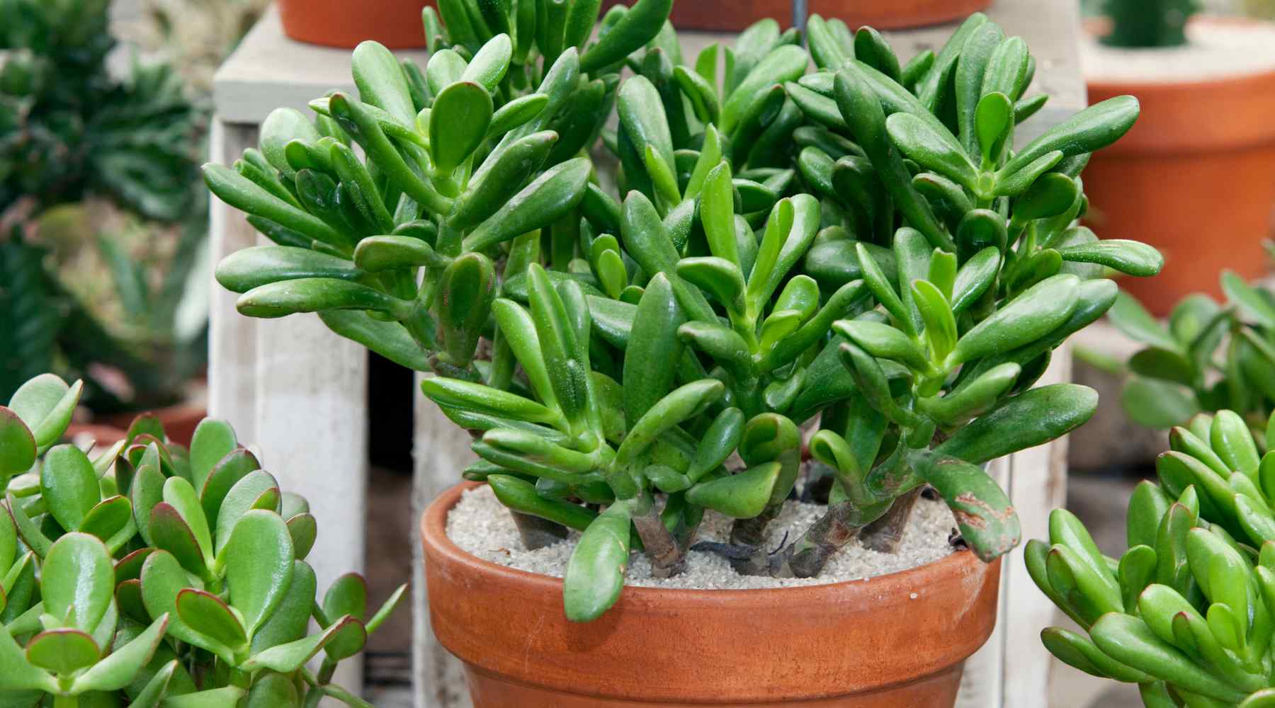 Jade Plant Care Guide Tips & Tricks USA