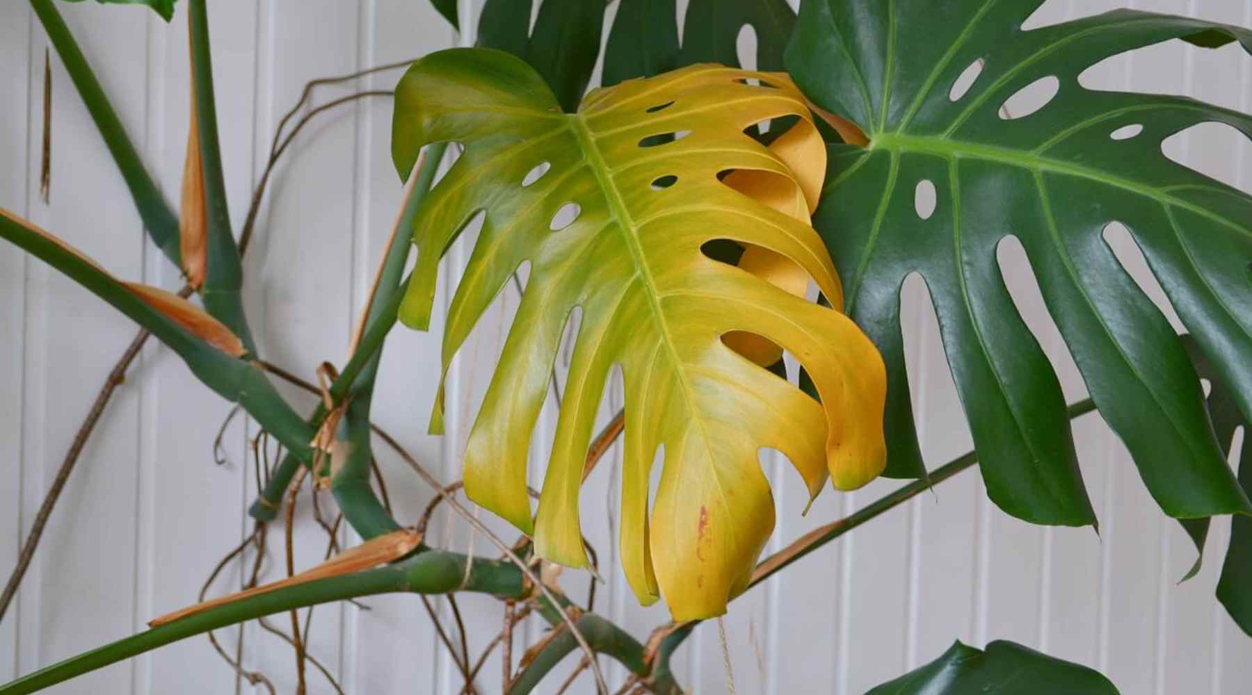 モンステラ・ポトス Yellow Monster (Mature plant) Why is My Monstera Plant Turning Yellow? Common Causes and