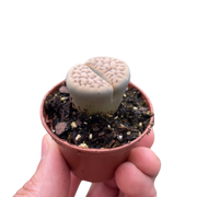Lithop Living Stone