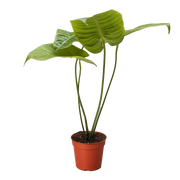 Anthurium 'Veitchii'