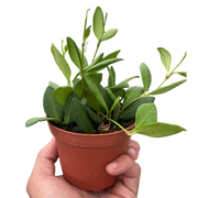 Hoya Chouke plant