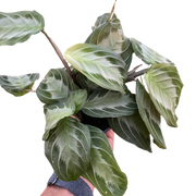 Maranta 'Silver Band'