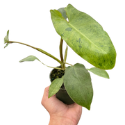 Philodendron 'Paraiso Verde' plant