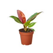 Philodendron 'Sun Red'