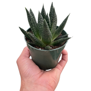 4cm Succulent Gasteria Durban