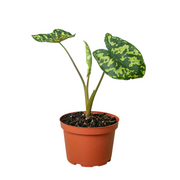 6cm Alocasia 'Hilo Beauty'
