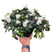 Azalea (Rhododendron)