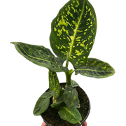 Dieffenbachia 'Reflector'
