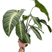 Xanthosoma 'Lendenii'
