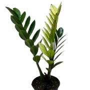 Zamioculcas 'Chameleon'