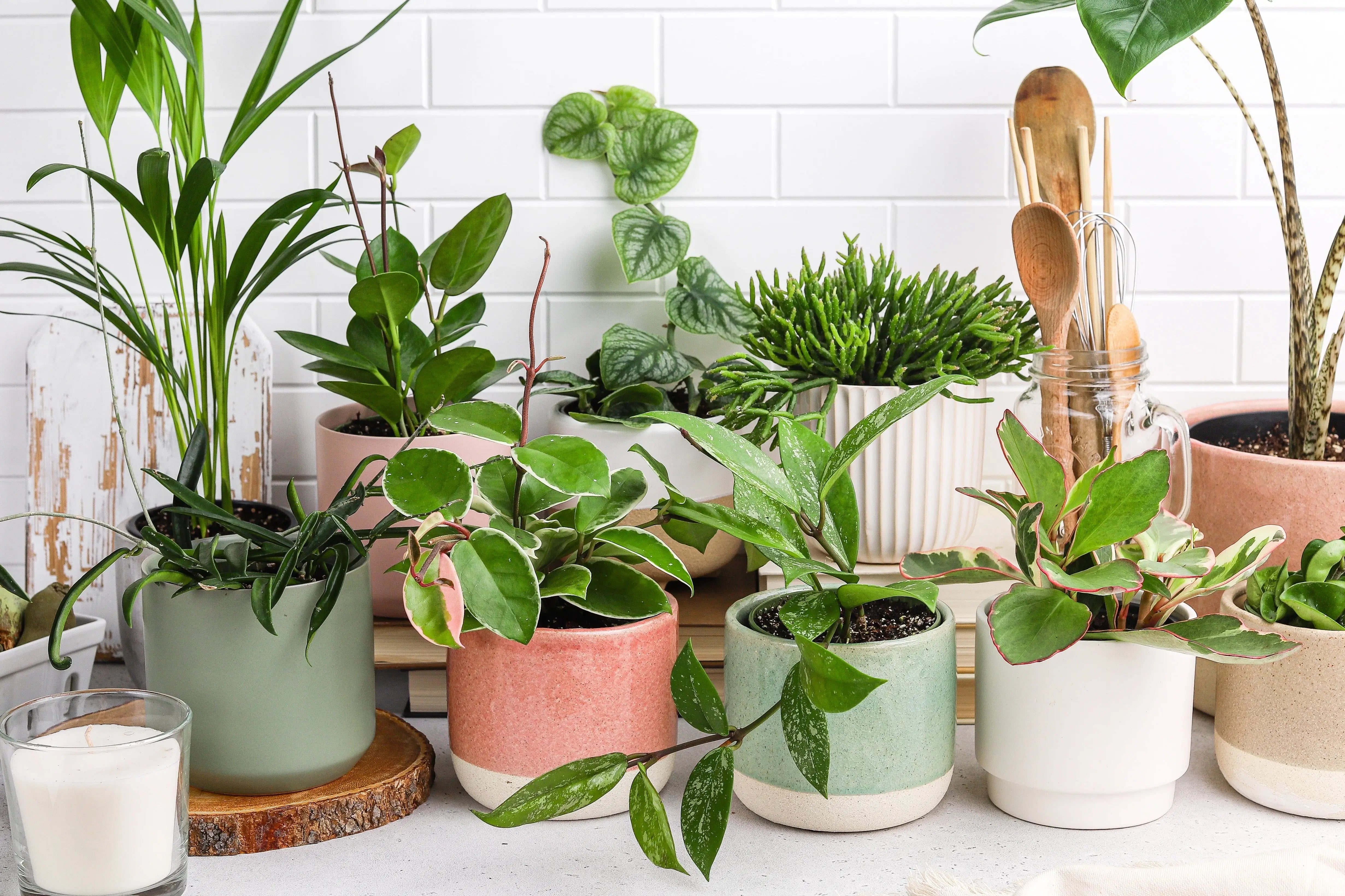 Plants & Wellbeing BECOME CALMER, HAPPIER AND HEALTHIER