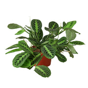 Maranta 'Lemon Lime' 6"