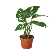 Monstera 'Swiss Cheese' 4"