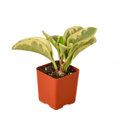 Peperomia 'Marble' 2"