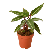 Stromanthe 'Sanguinea' 4"