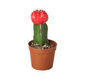 Cactus Graft Red