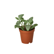Fittonia 'White' 2"