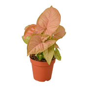Syngonium 'Strawberry' 2"