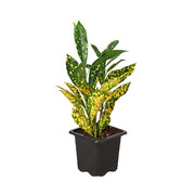 Croton 'Gold Dust' 3"