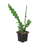 Epiphyllum 'Ric Rac' Cactus 3"