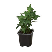 Ivy 'Green California' 3"