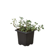 Nettle 'Silver Sparkle' 3"
