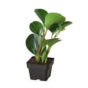 Peperomia 'Thailand' 3"