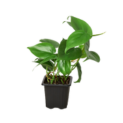 Philodendron 'Cordatum' 3"