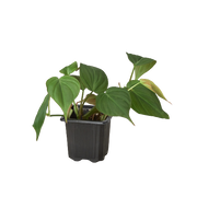 Philodendron 'Velvet' 3"