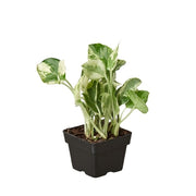 Pothos 'n'Joy 3"