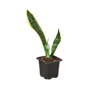 Snake Plant 'Laurentii' 3"