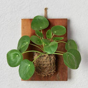 4_PILEA_PEPEROMIOIDES.WOOD2