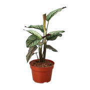 Calathea 'White Star' 4"