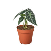 Alocasia 'Bambino' 4"