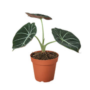 Alocasia 'Black Velvet' 4"