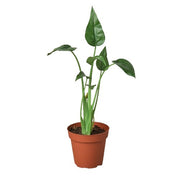 Alocasia 'Tiny Dancer' 4"