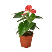 Anthurium 'Pink' 4"