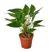 Anthurium 'White' 4"