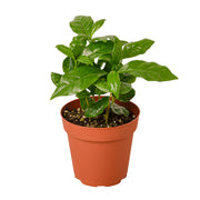 Arabica Coffee 4"
