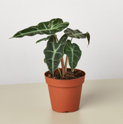 Alocasia 'African Mask' 4"