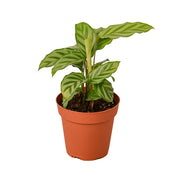 Calathea 'Freddie' 4"