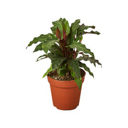 Calathea 'Furry Feather' 4"