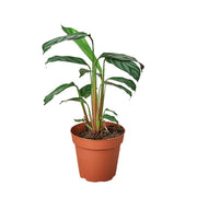 Calathea 'Grey Star' 4"