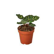 Calathea 'Makoyana' 4"