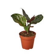 Calathea 'Ornata' 4"