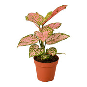Chinese Evergreen 'Lady Valentine' 4"