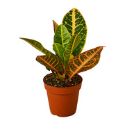 Croton 'Petra' 4"